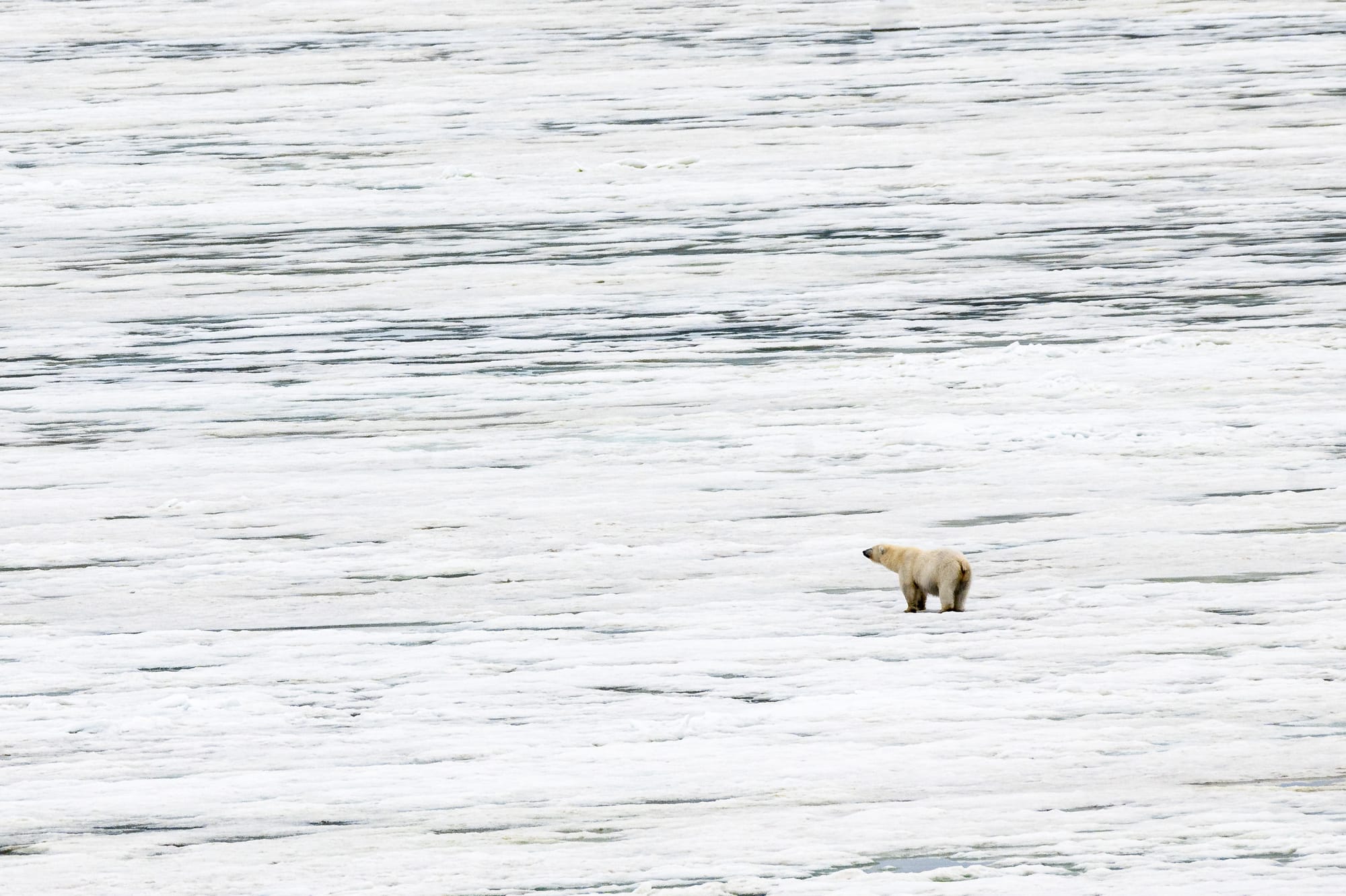 Going to the ice lands