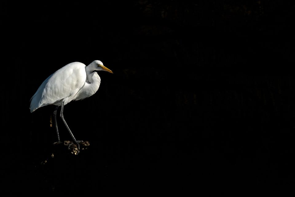 On birds, Low Country sun, and waiting for the sublime